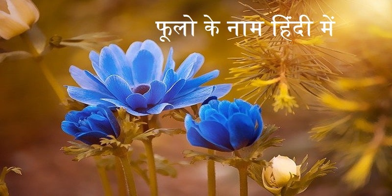 Flowers name Hindi and English